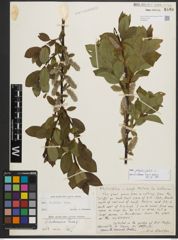 Foto von Salix phylicifolia L.